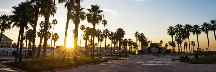 Palm Trees